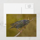 Carte Postale Starling (Devant / Derrière)
