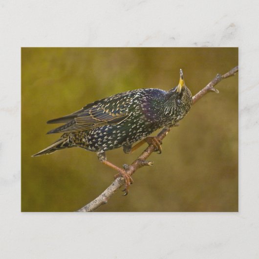 Carte Postale Starling (Devant)