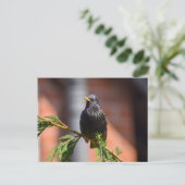 Carte Postale Starling (Debout devant)