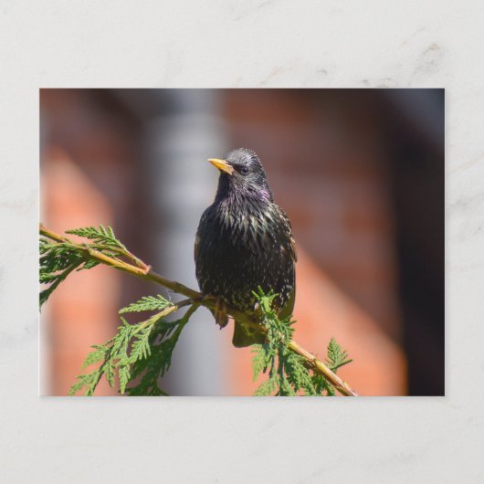 Carte Postale Starling (Devant)