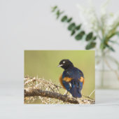 Carte Postale Starling africain (Debout devant)