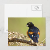 Carte Postale Starling africain (Devant / Derrière)