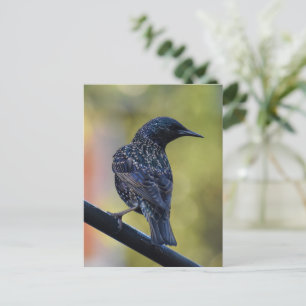 Carte Postale Starling européen