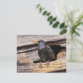 Carte Postale Starling européen (Debout devant)