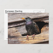 Carte Postale Starling européen (Devant / Derrière)