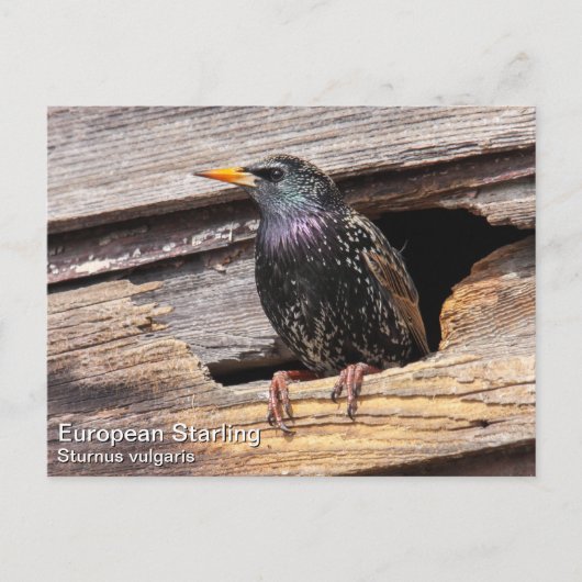 Carte Postale Starling européen (Devant)