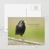 Carte Postale Starling européen (Devant / Derrière)