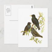 Carte Postale Starling européen (Devant / Derrière)