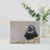Carte Postale Starling européen Iridescendant (Debout devant)