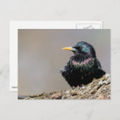 Carte Postale Starling européen Iridescendant (Devant / Derrière)