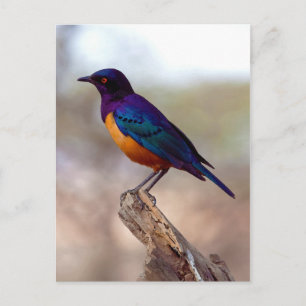 Carte Postale Starling Lamprotornis Hildebrandt de Hildebrandt