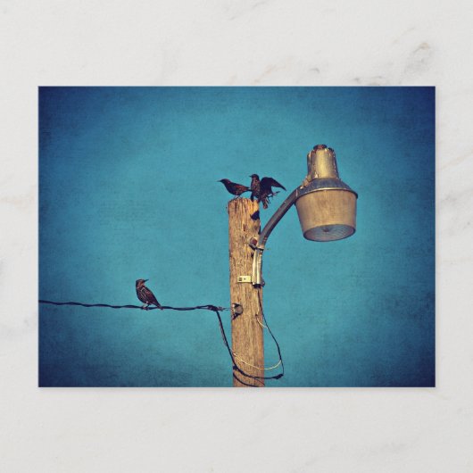 Carte Postale Starlings (Devant)