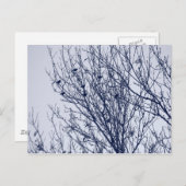 Carte Postale Starlings dans un arbre (Devant / Derrière)