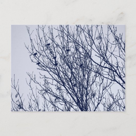 Carte Postale Starlings dans un arbre (Devant)