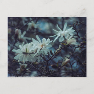Carte Postale Starry Magnolia