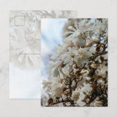 Carte Postale Starry Magnolia 5871 (Devant / Derrière)