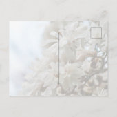 Carte Postale Starry Magnolia 5871 (Dos)