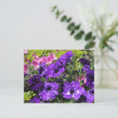 Carte postale Starry Night Petunia (Debout devant)