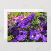 Carte postale Starry Night Petunia (Devant / Derrière)