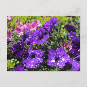 Carte postale Starry Night Petunia