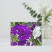 Carte Postale Starry Night Petunia (Debout devant)