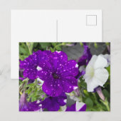 Carte Postale Starry Night Petunia (Devant / Derrière)