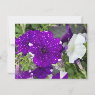 Carte Postale Starry Night Petunia