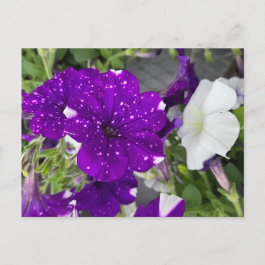 Carte Postale Starry Night Petunia (Devant)