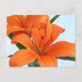 Carte postale Starttton Orange Tiger Lily (Devant)