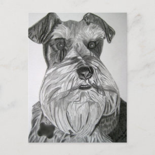 Carte Postale Stately Schnauzer