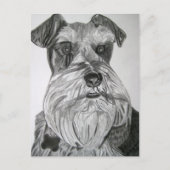 Carte Postale Stately Schnauzer (Devant)