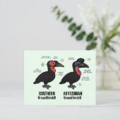 Carte Postale Statistiques de la Hornbil terrestre (Debout devant)