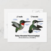 Carte Postale Statistiques sur les colibris à gorge rubis (Devant / Derrière)