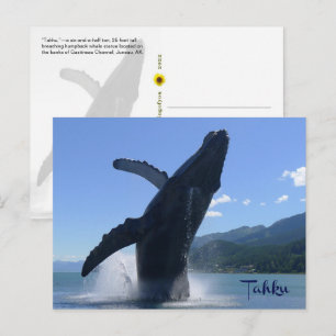 Carte Postale Statue de baleine à bosse faisant une cabriole «Ta