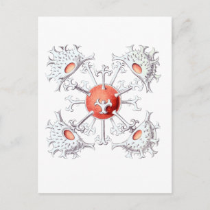 Carte Postale Staurastrum