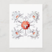 Carte Postale Staurastrum (Devant)