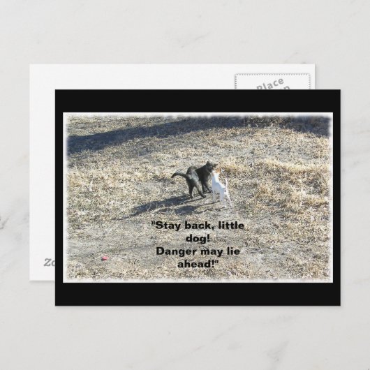 Carte postale Stay Back Little Dog (Devant / Derrière)