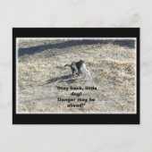 Carte postale Stay Back Little Dog (Devant)