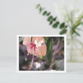 CARTE POSTALE STC_0027 (Debout devant)