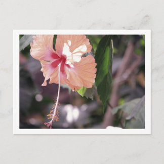 CARTE POSTALE STC_0027