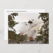 Carte postale Steamy Bison (Devant / Derrière)