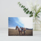 Carte Postale Steed fiable (Debout devant)