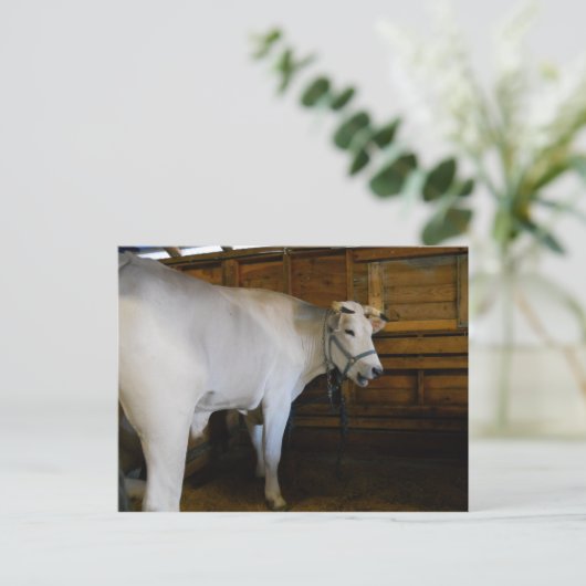 Carte Postale Steer (Debout devant)