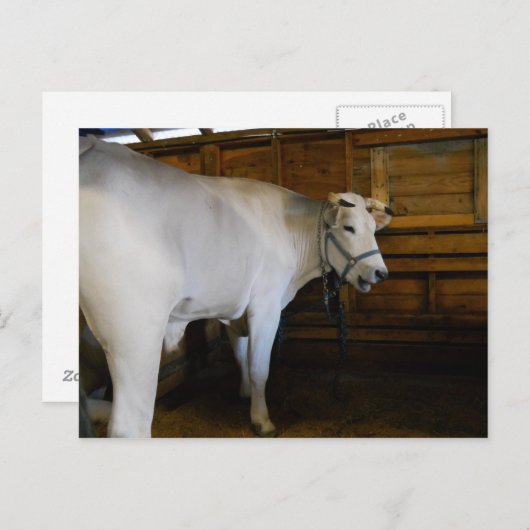 Carte Postale Steer (Devant / Derrière)