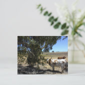 Carte postale : Steer under tree in Paso Robles, C (Debout devant)