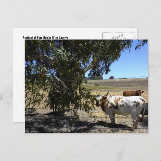 Carte postale : Steer under tree in Paso Robles, C (Devant / Derrière)