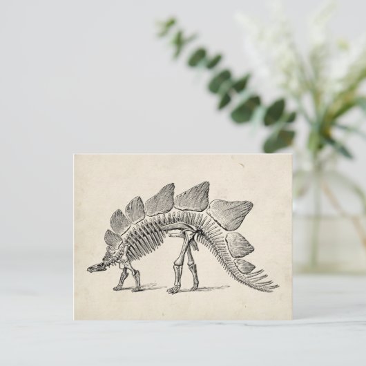 Carte Postale Stegosaurus Dinosaure Squelette Fossile (Debout devant)