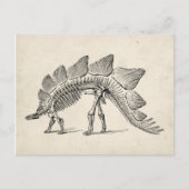Carte Postale Stegosaurus Dinosaure Squelette Fossile (Devant)
