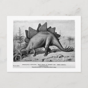 Carte postale Stegosaurus ungulatus