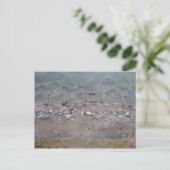 Carte Postale Steine an der Ostsee (Debout devant)